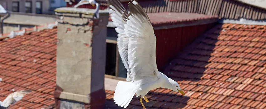 Residential Chimney Animal Removal Solution in Fort Lauderdale, FL